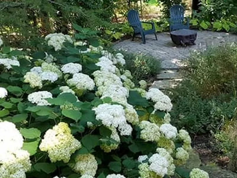 White hydrangea garden beds with container plantings